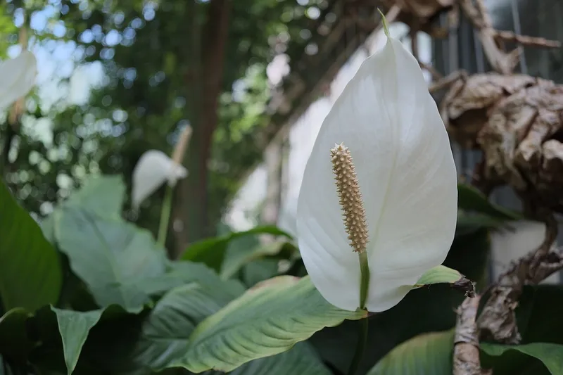 Peace Lily