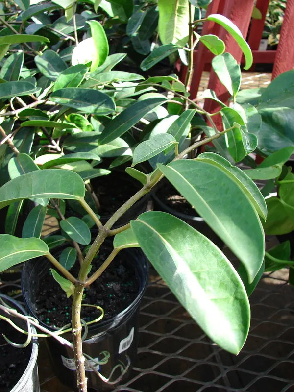 Madagascar Jasmine