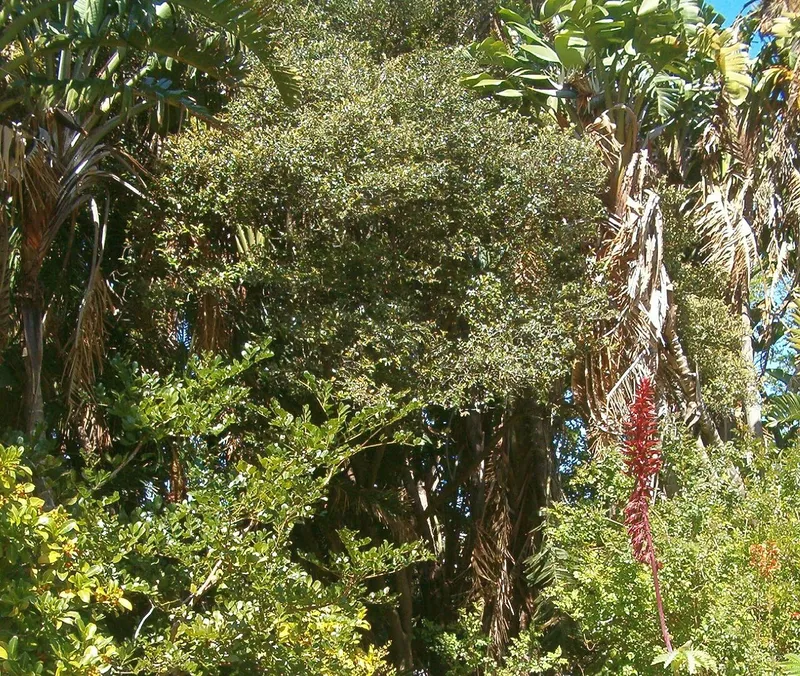 Giant Bird of Paradise