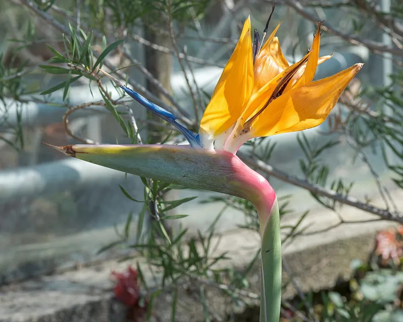 Bird of Paradise