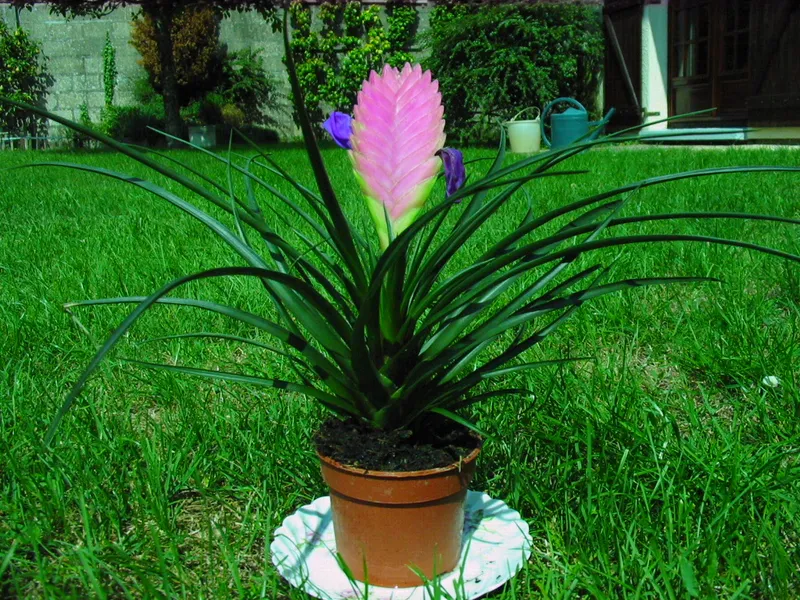 Pink Quill