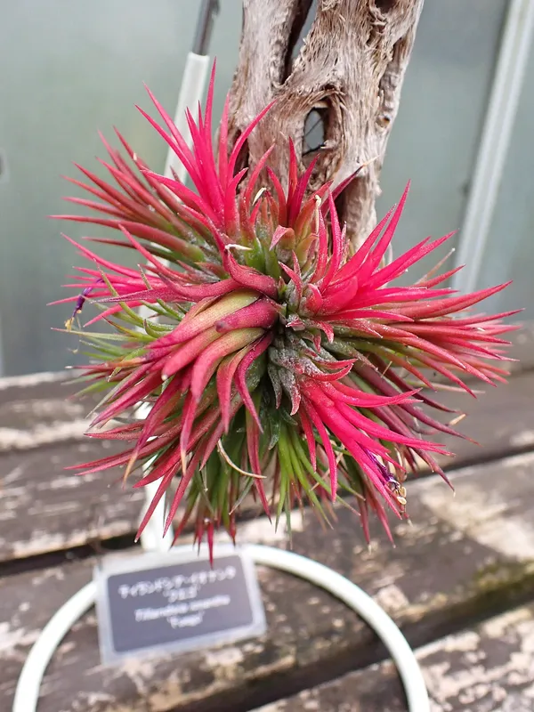 Air Plant (Tillandsia ionantha)