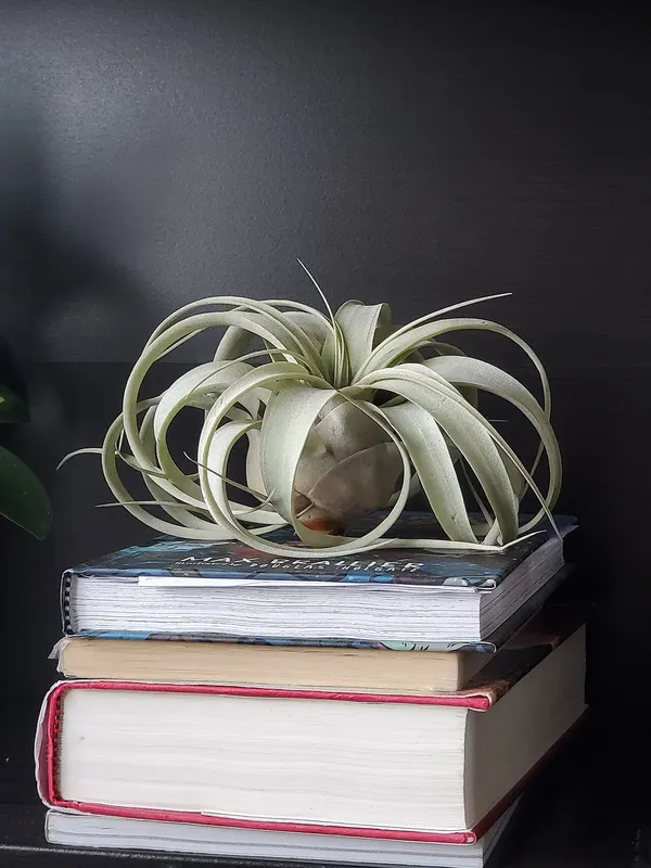 Xerographica Air Plant