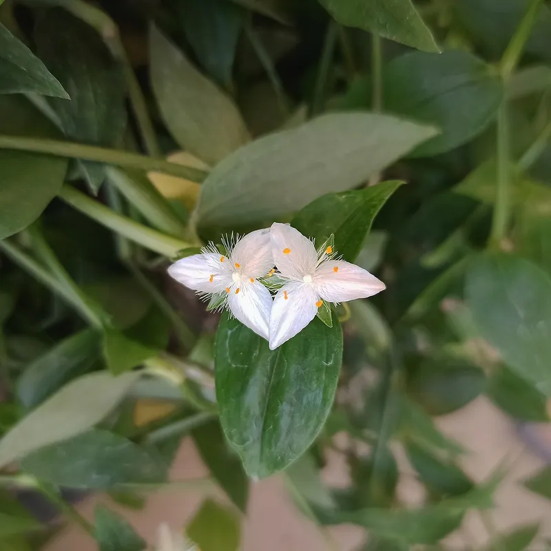 Inch Plant