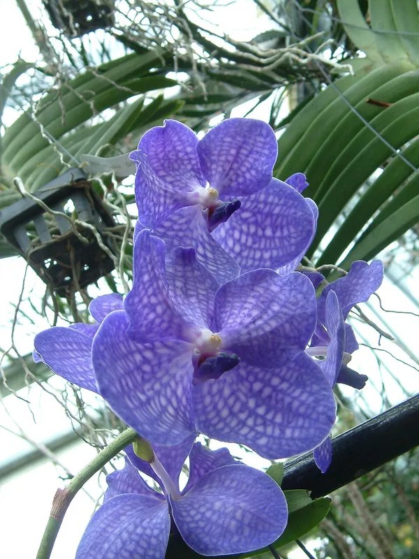 Blue Vanda