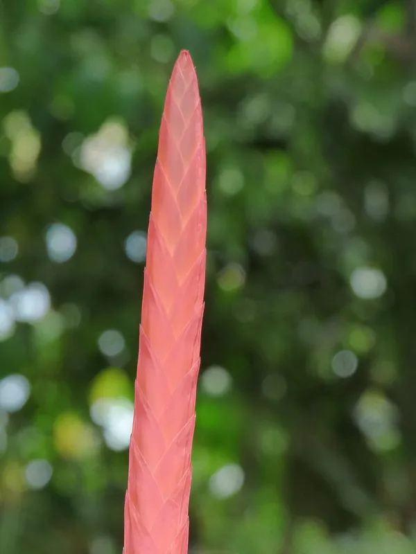 Flaming Sword