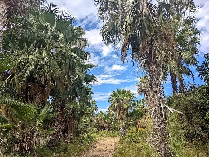 Mexican Fan Palm