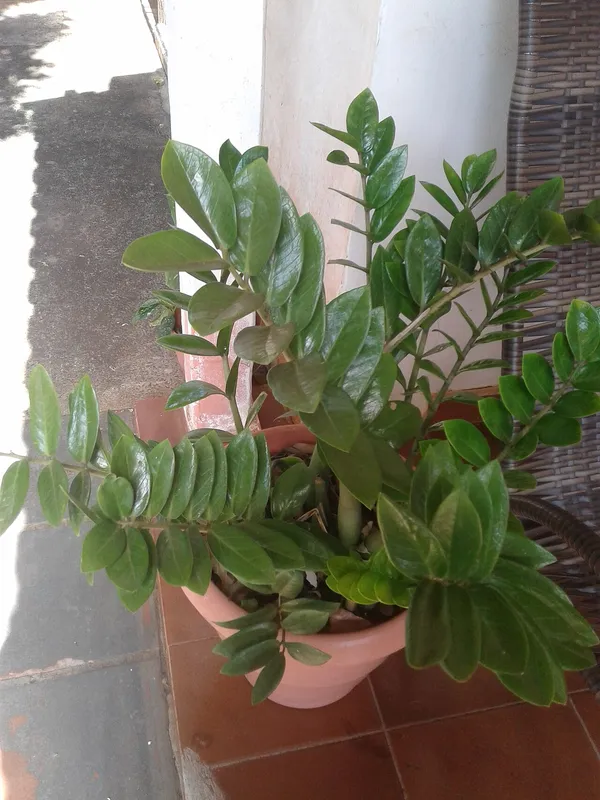 ZZ Plant